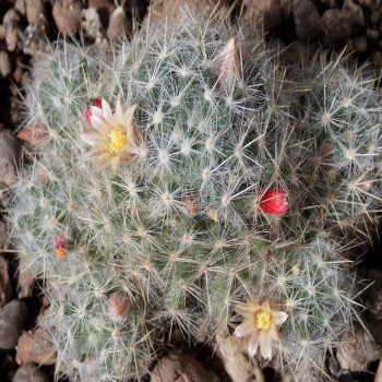 Mammillaria prolifera v. mexicana n.n. H.O.483A