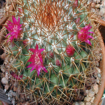 Mammillaria rhodantha