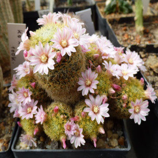 Mammillaria schiedeana ssp. giselae