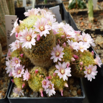 Mammillaria schiedeana ssp. giselae
