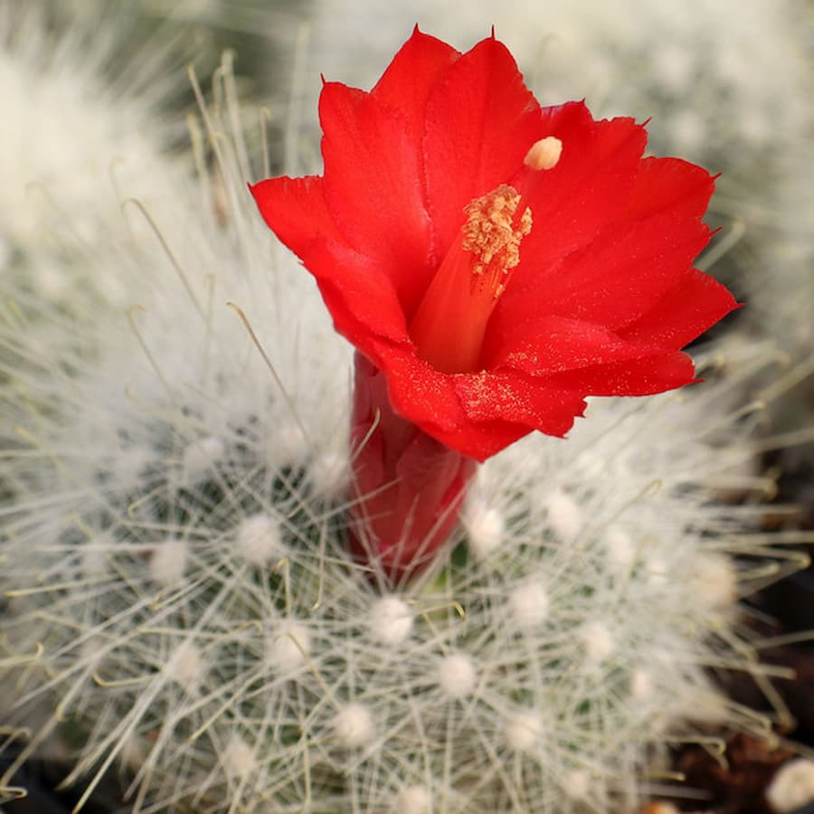 Mammillaria senilis, WH