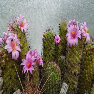 Mammillaria sheldonii Rep 220