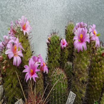 Mammillaria sheldonii Rep 220