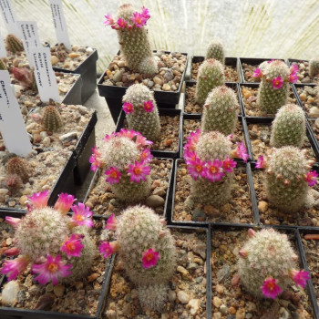 Mammillaria sphacelata subsp. viperina Rep. 0897, Gruppen