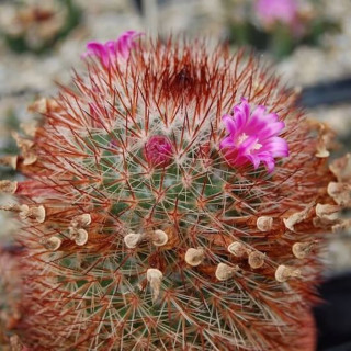 Mammillaria spinossisima