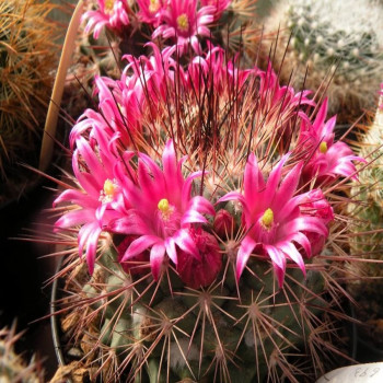 Mammillaria tesopacensis var. rubiflora