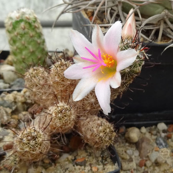 Mammillaria thornberi subsp. yaquensis
