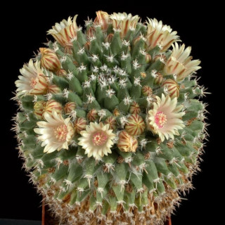 Mammillaria vagaspina ML 7200