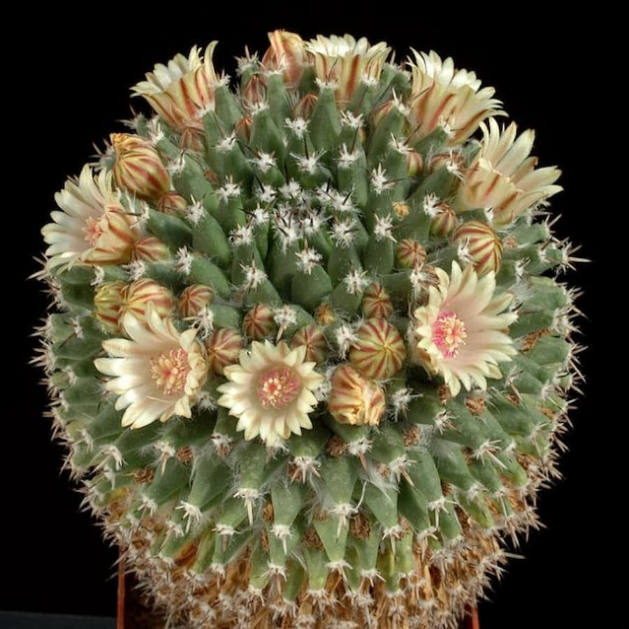 Mammillaria vagaspina ML 7200