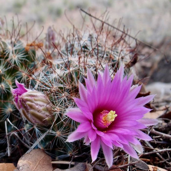 Mammillaria wrightiae Rep.1558