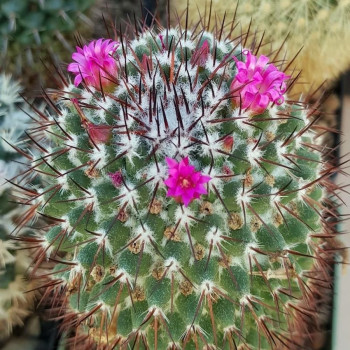 Mammillaria xochipilli  ML 7611