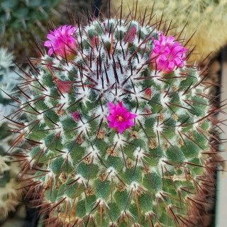 Mammillaria xochipilli TL 422