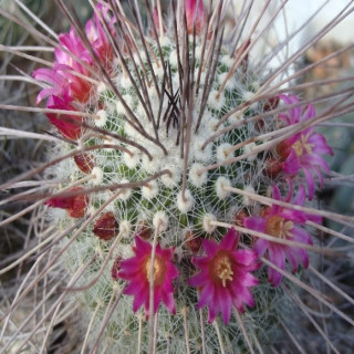 Mammillaria varieaculeata