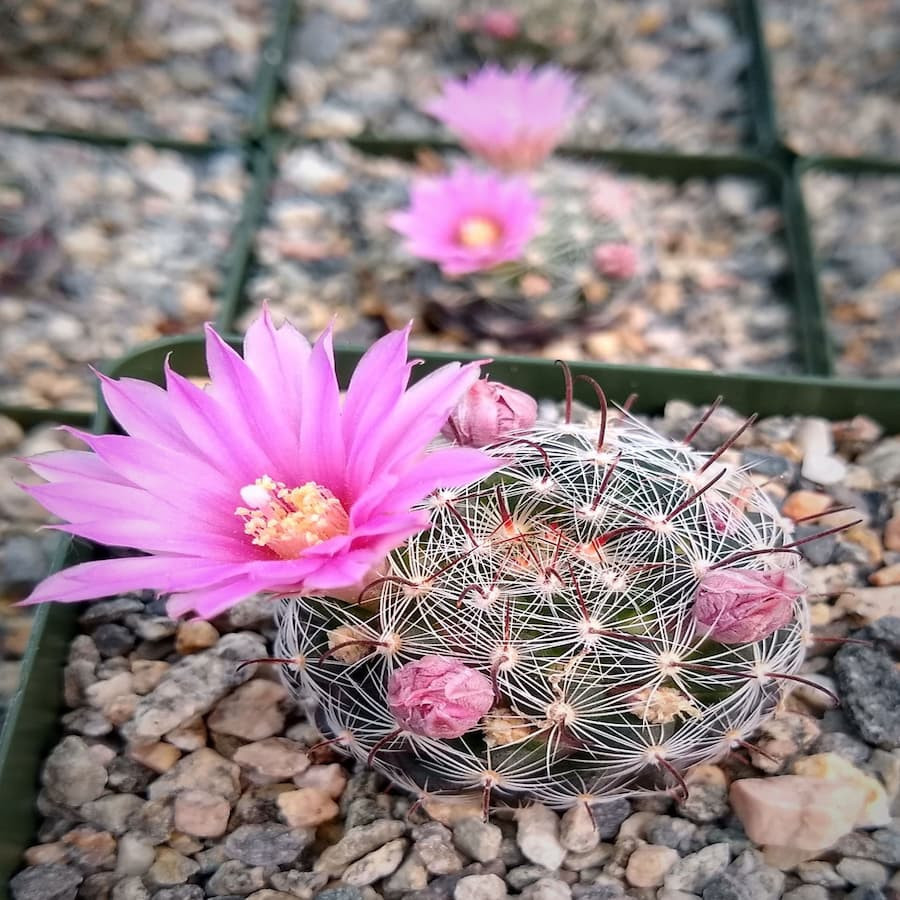 Mammillaria stampferi SB 495