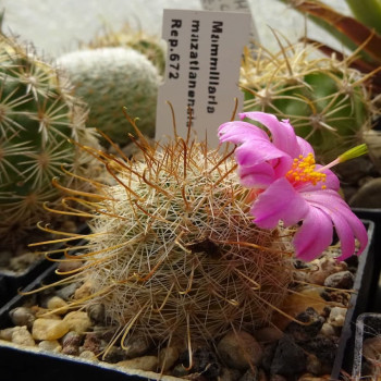 Mammillaria mazatlanensis Rep 672
