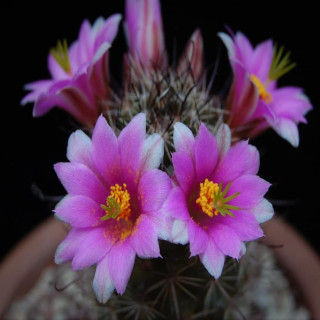 Mammillaria mazatlanensis var. monocentra