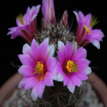 Mammillaria mazatlanensis var. monocentra