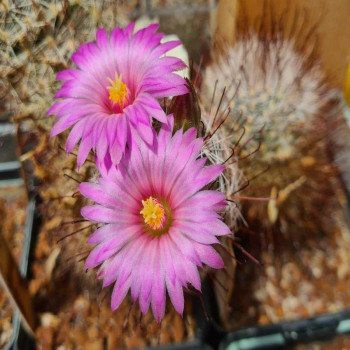 Mammillaria meridiorosei SB 727