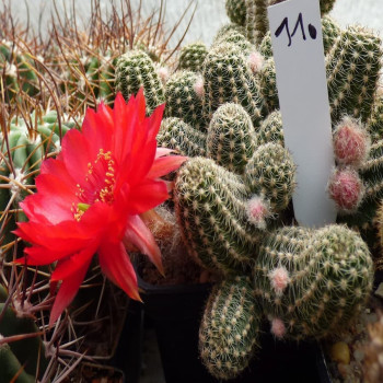 Chamaecereus Nr.11
