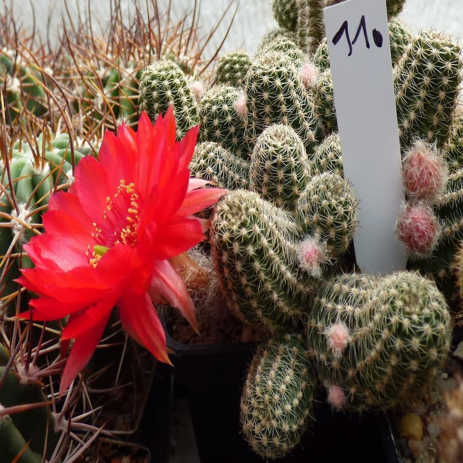 Chamaecereus Nr.11