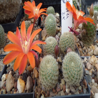 Mediolobivia steinmannii