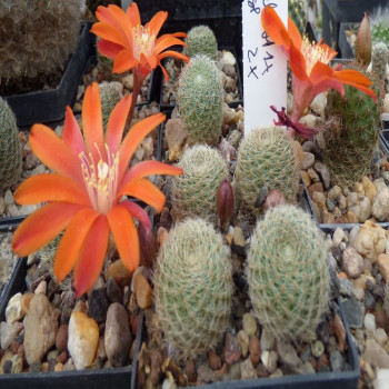 Mediolobivia steinmannii