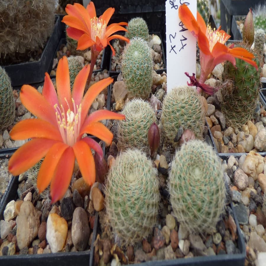 Mediolobivia steinmannii