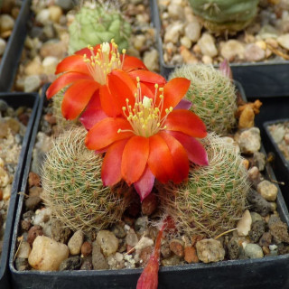 Rebutia heliosa var. cajasensis