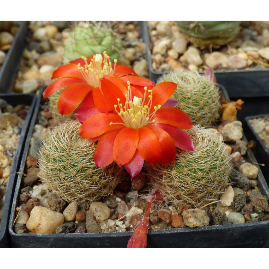 Rebutia heliosa var.condorensis