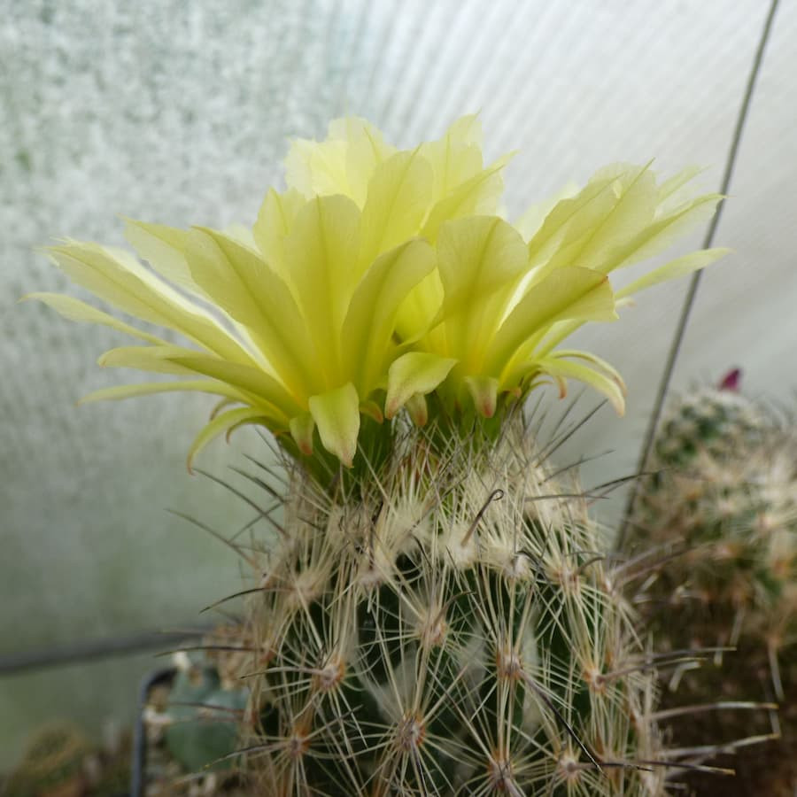 Coryphantha werdermannii