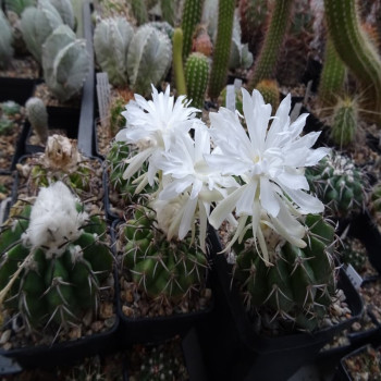 Discocactus chrystallophilus