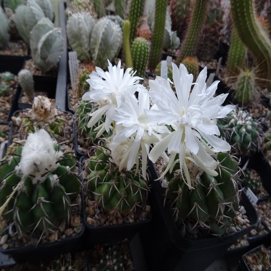 Discocactus chrystallophilus