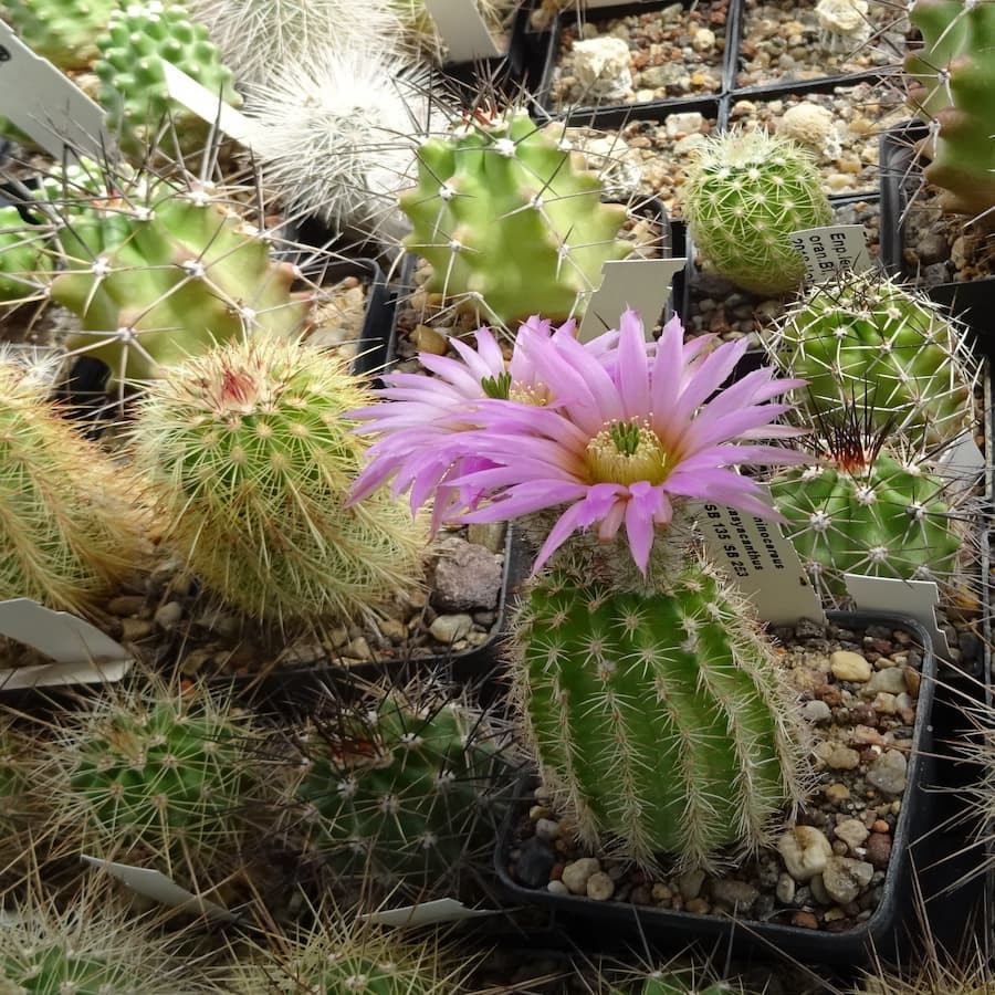 Echinocereus dasyacanthus SB 253