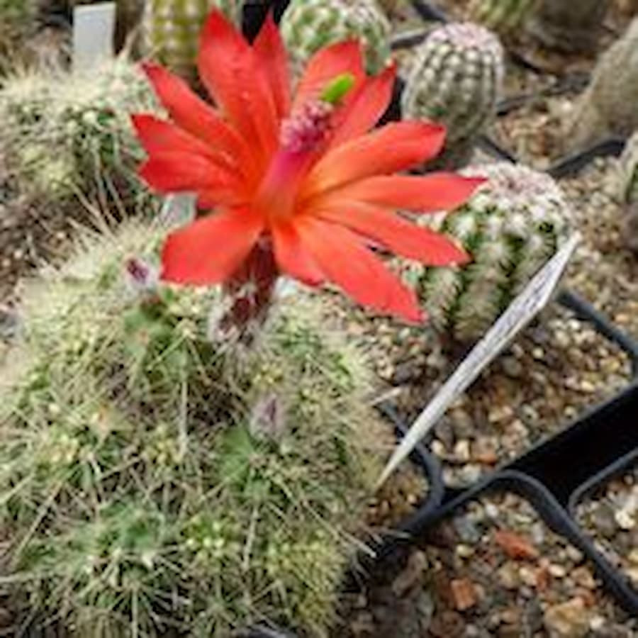 Echinocereus klapperi