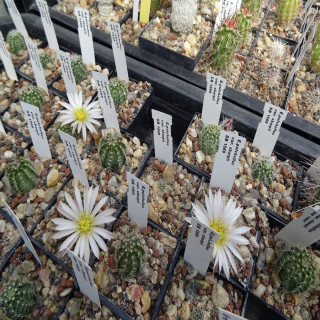 Echinocereus pulchellus var. sharpii SB 1569,selten