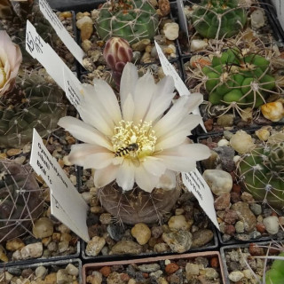 Gymnocalycium sibalii BKN 1 c