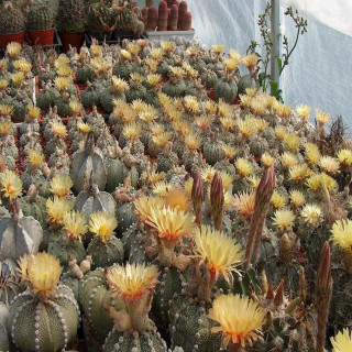 Astrophytum Mix