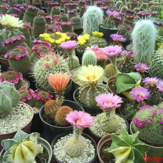 Ein großer Kakteenmix für die Einsteiger in die Kakteenkultur !!!