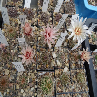 Gymnocalycium Mix