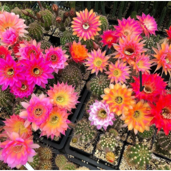 Echinopsis farbiger Mix