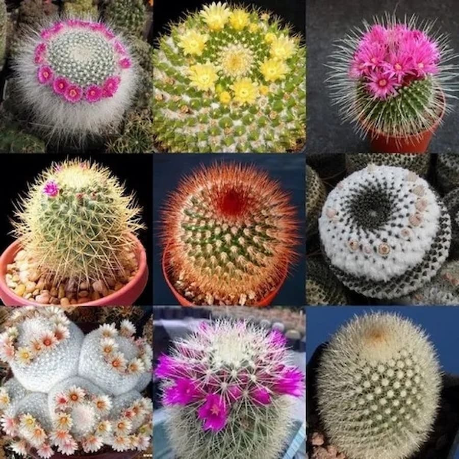 Mammillaria Mix