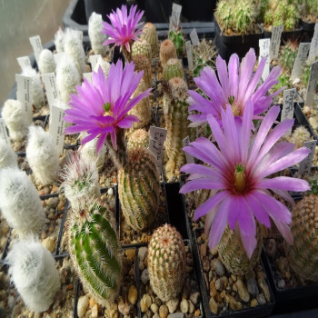 Echinocereus winterhart Mix