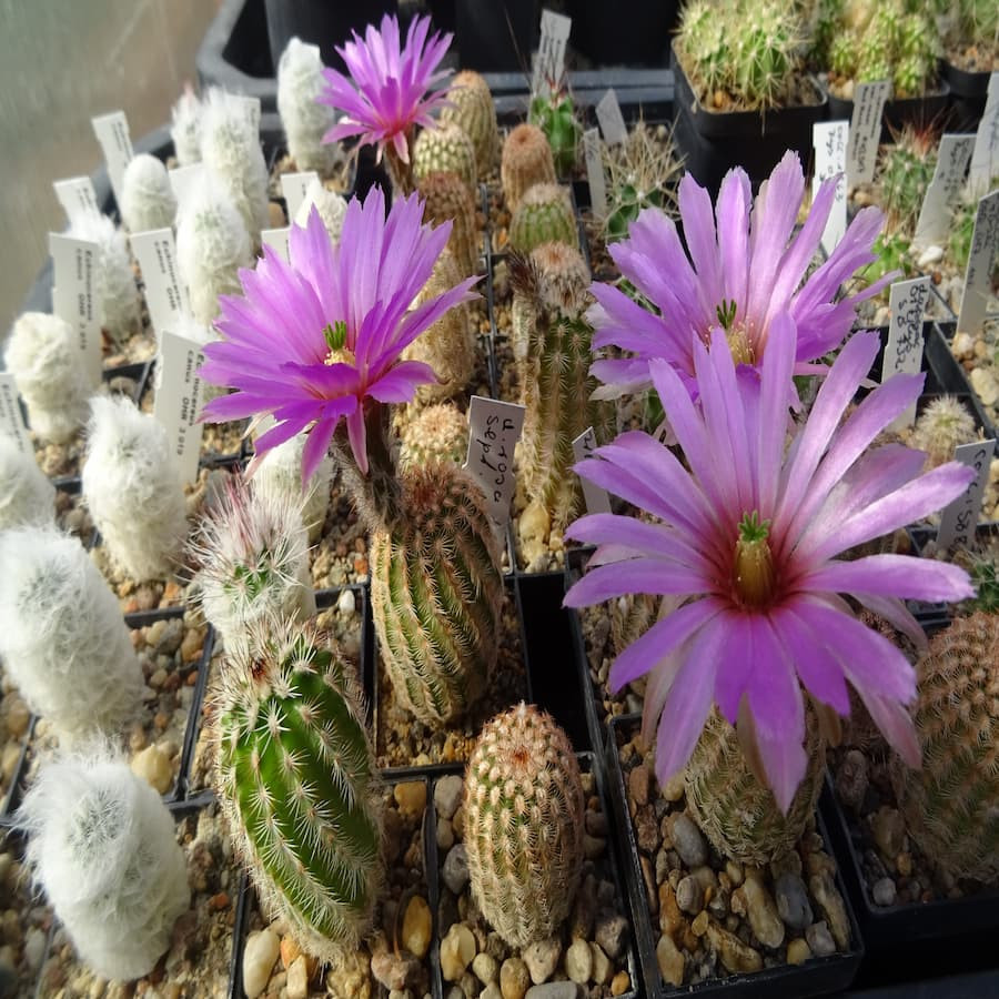 Echinocereus winterhart Mix