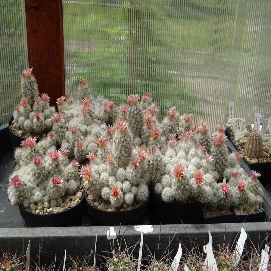 Escobaria winterhart Mix