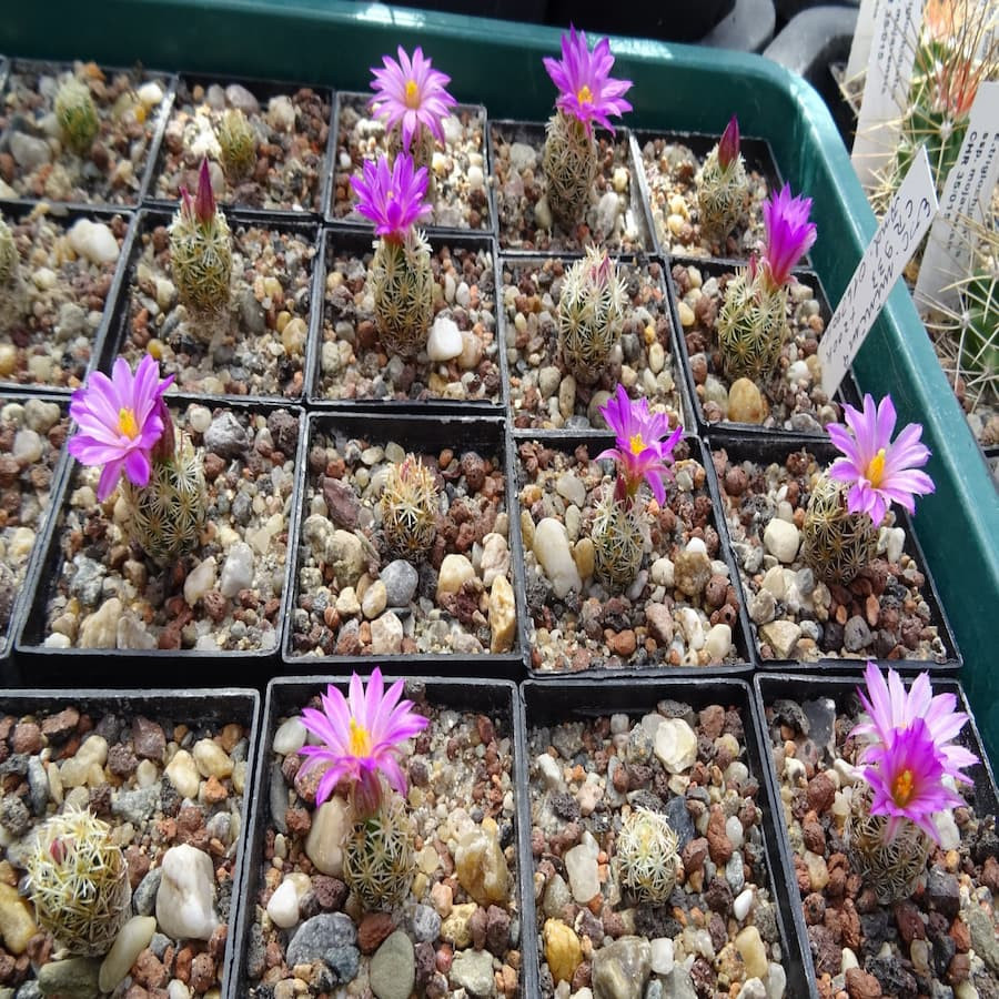 Escobaria winterhart Mix