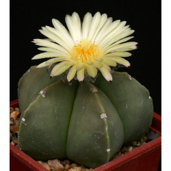 Astrophytum myriostigma var. nudum