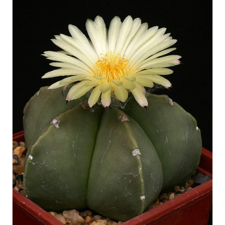 Astrophytum myriostigma var. nudum