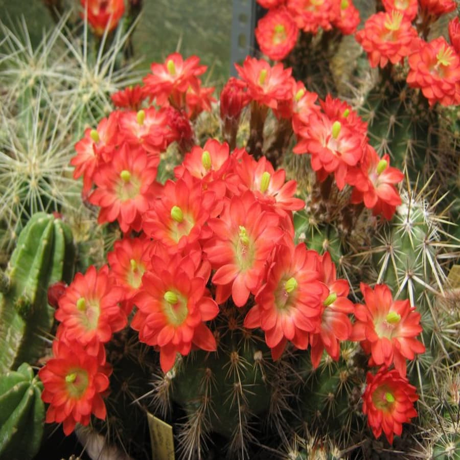Echinocereus acifer, Millpillas, wh