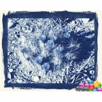 Echinocereus arizonicus PP 98, wh