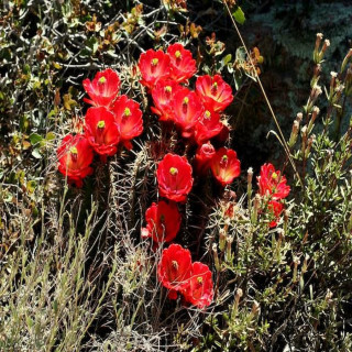 Echinocereus arizonicus, wh